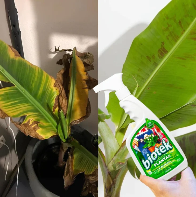 BIOTEK® ALIMENTO REVITALIZADOR DE PLANTAS SIN QUÍMICOS