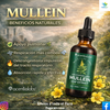 MULLEIN